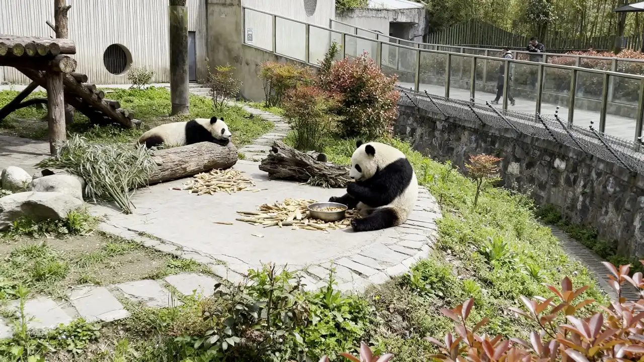 熊猫园区到底要怎么运营才能不亏钱,熊猫馆运营成本高怎么办